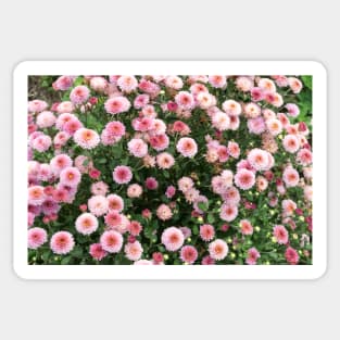 Beautiful pink flower field Sticker